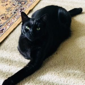 Meet your Posher, Penelope